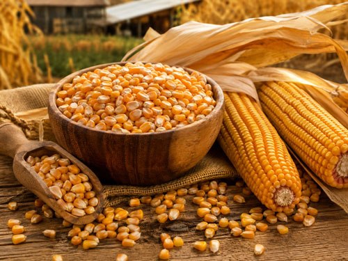 Illustrative maize