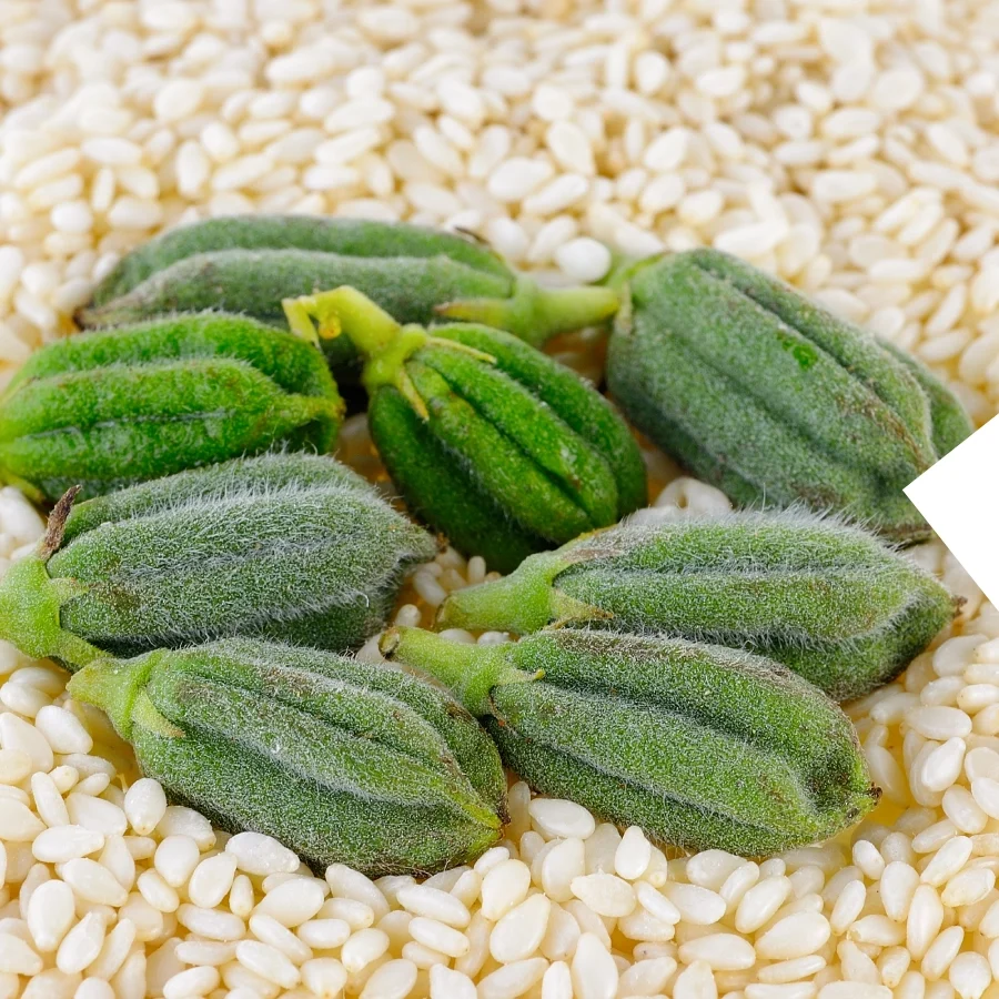 Sesame